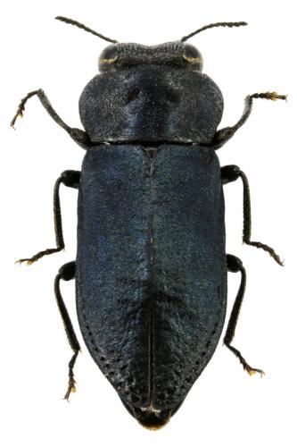 Réf. 354 647 : Anthaxia bedeli bedeli